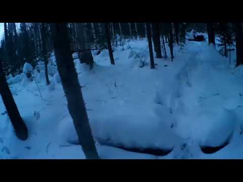 Видео: проверка путика. соболюшка в ящичной ловушке