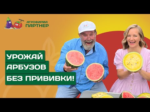 Видео: КАК ВЫРАСТИТЬ АРБУЗЫ В ПОДМОСКОВЬЕ БЕЗ ПРИВИВКИ НА ЛАГЕНАРИЮ