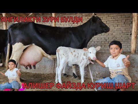 Видео: АЛИШЕР ФАЙЗДА ЯНГИЛКДИ  ЗУРИ БУЛДИ ФАКАТ УЛГРИБ КОЛИН ДУСЛАР БУГУН БУНАКАСИ КАМ 
