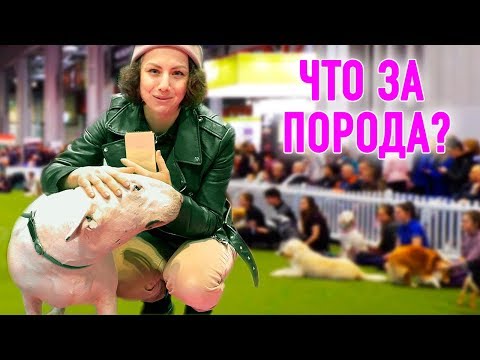 Видео: ВЫБИРАЮ СОБАКУ! КАК УСТРОЕНА ВЫСТАВКА СОБАК В АНГЛИИ - ЗООМАГАЗИНЫ, 40 000 СОБАК И РЕДКИЕ ПОРОДЫ