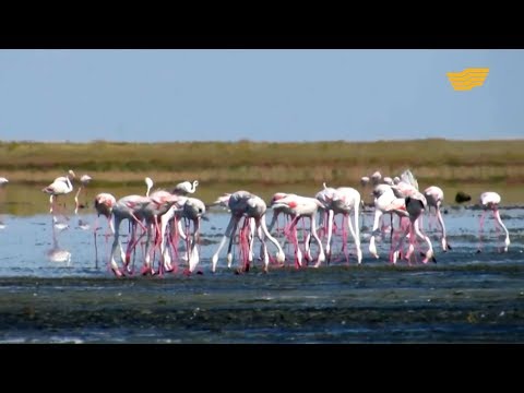 Видео: «Астана жайлы 20 дерек». Қорғалжын қорығы