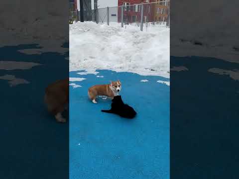 Видео: Двое: я и моя тень #корги #corgi #dog #funnycorgi #шипперке