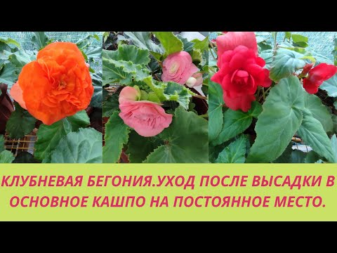 Видео: Бегония высажена в кашпо на постоянное место.Основные ошибки при выращивании бегоний.Обзор цветения.