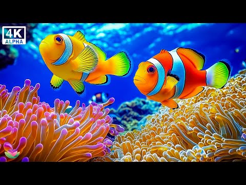 Видео: Красивая расслабляющая музыка 🌿 Спокойствие волн и гармония сердца