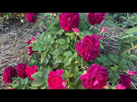 Видео: Англійські троянди мого саду. Остинки - це феєрія кольору, форми та пахощів!