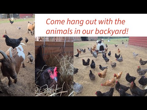Видео: Жизнь на заднем дворе: утренние и вечерние распорядки дня.