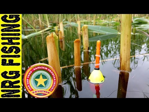 Видео: Ловля КРУПНОГО КАРАСЯ на ЗВЁЗДОЧКУ!!! | КТО БЫ МОГ ПОДУМАТЬ!?!?