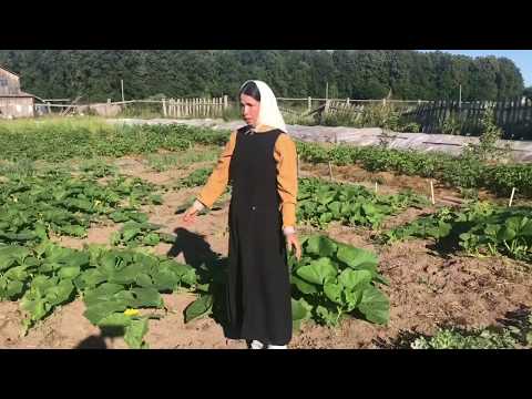 Видео: В июле начнём сбор трав и соколечение.