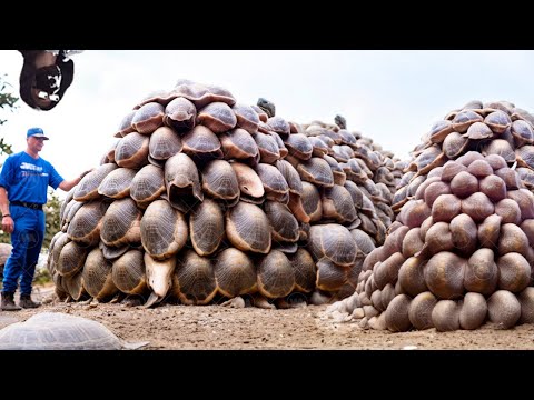 Видео: Вот Как в Китае Вымирающие Животные Превращаются в Самых Съедаемых