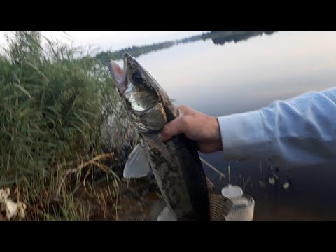 Видео: Судак КЛЮЁТ! Рыбалка на Луге. Июль.