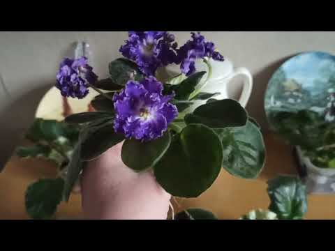 Видео: Я в захваті від посилки з фіалками 🥰🥰🥰