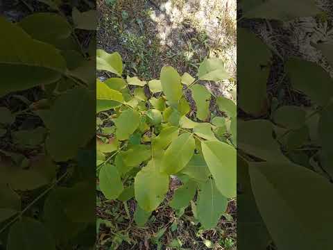 Видео: Хочу навести порядок на даче, но дела сильно мешают. 14. 0. 9. 25.