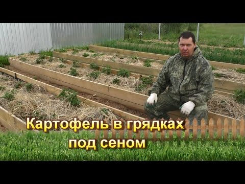 Видео: Картофель в грядках под сеном