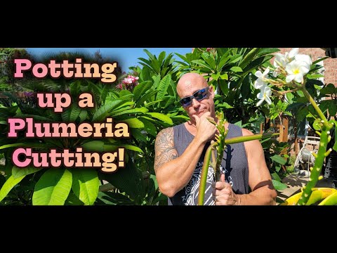 Видео: Высаживаем черенок плюмерии в горшок!