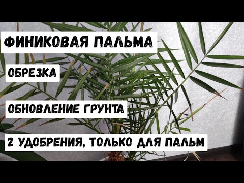 Видео: ФИНИКОВАЯ ПАЛЬМА весенняя обрезка! Обновление грунта для финиковой пальмы, 2 универсальных удобрения