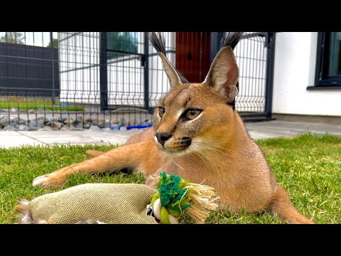 Видео: Сервал, чаузи и каракалы — кто самый умный и ловкий? 🤔 Каракалы на удочке 😸