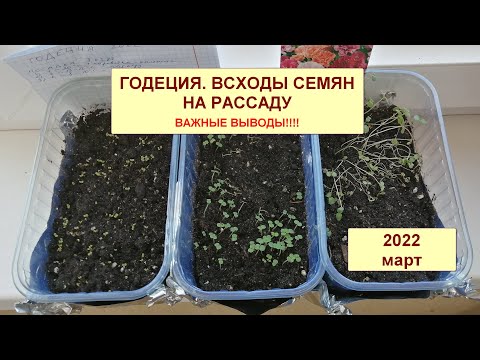 Видео: Годеция. Всходы семян рассады. Самое ВАЖНОЕ!!!