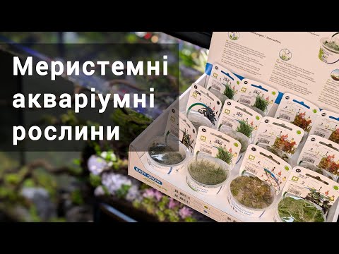 Видео: 🧪 Мікроклони акваріумних рослин Easy grow від AquaFleur - 🌱 меристемні акваріумні рослини in vitro 