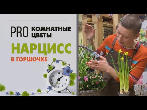 Видео: Нарциссы в горшке: что делать с таким растением и как ухаживать
