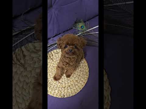 Видео: Микро пудель тикап редбраун Микки.