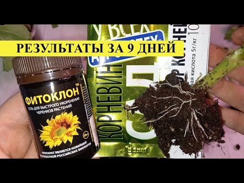 Видео: Корневин и фитоклон, какой укоренитель лучше и эффективнее для черенков ГЕРАНИ, результаты за 9 дней