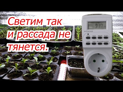 Видео: Сколько часов в день светить рассаду, что бы она не тянулась.