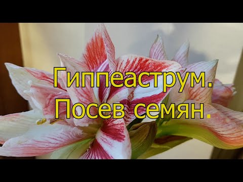 Видео: Гиппеаструм. Посев семян