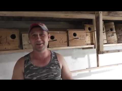 Видео: Свежая зелень попугаям. Профилактика от болезней. Витамины для попугаев