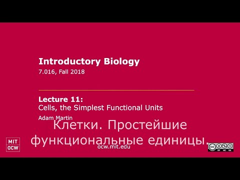 Видео: #11. Клетки 1. Открытые лекции MIT. Озвучка СТАХАНОВ2000.