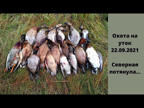 Видео: Охота на уток 22 09 21 Северная потянула...