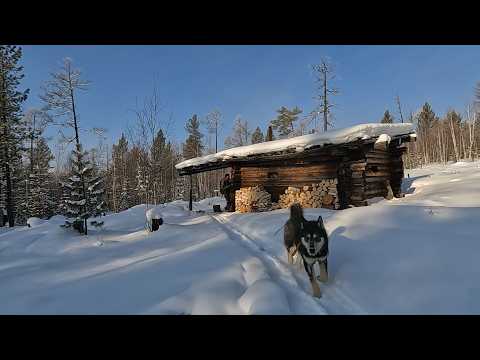 Видео: ТАЁЖНАЯ САГА (ч. 2): ЕЩЁ 5 МЕСЯЦЕВ ОХОТЫ В ЛЕСАХ СИБИРИ #идилесом