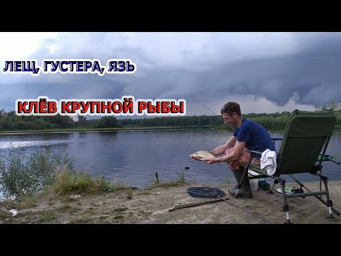 Видео: ЛЕЩ НА ФИДЕР В КОНЦЕ АВГУСТА  КЛЁВ ЯЗЯ И ТРОФЕЙНОЙ ГУСТЕРЫ Рыбалка на Ветлуге 2020