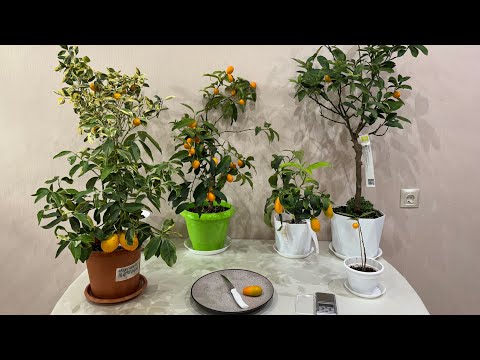 Видео: Кумкваты : Маргарита и Маргарита Биг , Мейва, Оранжекват вариегатный и каламондин вариегатный