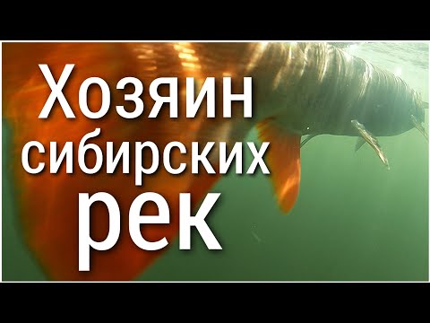 Видео: Вот это удача! Поймал самого большого тайменя на Алтае/Рыбалка на реке Катунь