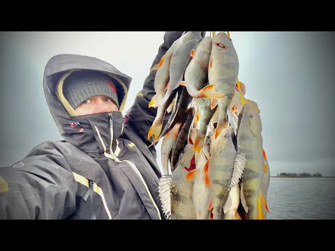 Видео: Крупные ОКУНЯ клюют ГИРЛЯНДАМИ!!!