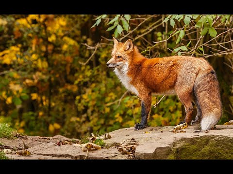 Видео: РЕЧКА ЧИКИНКА И ПРУД