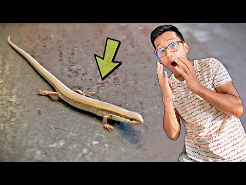 Видео: Аяғы бар жылан көрдім😮