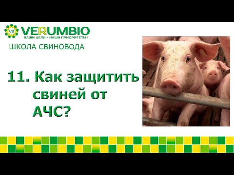 Видео: Африканская чума  свиней. Как защитить животных?