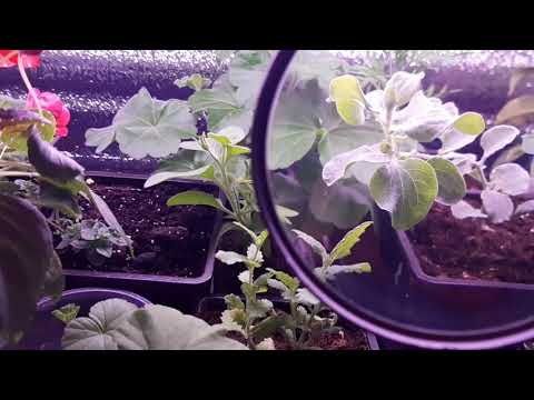 Видео: Паутинный клещ. Борьба с паутинным клещом