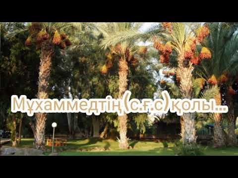 Видео: 300 түп құрма... Тілекқабыл Амангелді