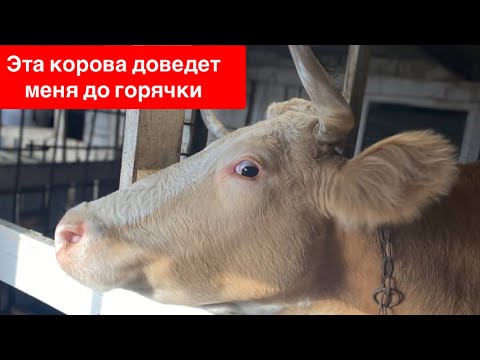 Видео: КОРОВА С ХАРАКТЕРОМ 🤬 ХОТЕЛ КАК ЛУЧШЕ, ПОЛУЧИЛОСЬ КАК ВСЕГДА 😩
