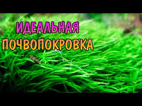 Видео: УТРИКУЛЯРИЯ ГРАМИНИФОЛИЯ ( Utricularia graminifolia )
