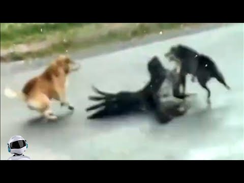 Видео: Такое Увидишь Раз в Жизни! Случаи с Животными 1 на 1 000 000 Снятые на Камеру