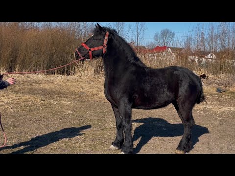 Видео: Коні Ваговози на продажу💣Кобили по Буцефалу🔥Булонка та Новоолександрійка на продаж👍Робоччий кінь💪