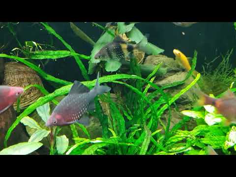 Видео: Победа над ксенококусом, новые растения, о рыбах, нитчатке и других изменениях в моих аквариумах.