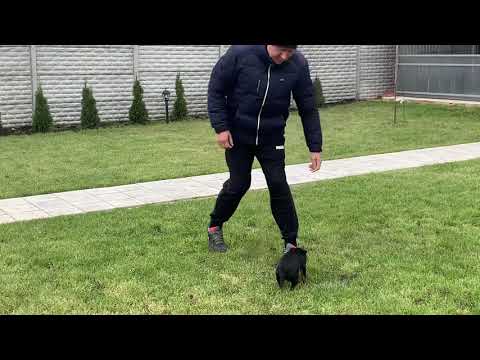 Видео: Дрессировка и воспитание щенка ягдтерьера Спарты (первый опыт)