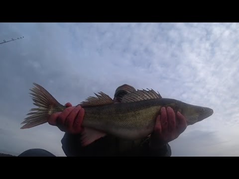 Видео: Правдинское озеро. Рыбалка 3.11.25.