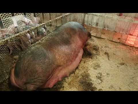 Видео: ‼️Способы Кастрации поросят 🐷,содержание после кастрации в каких условиях ‼️