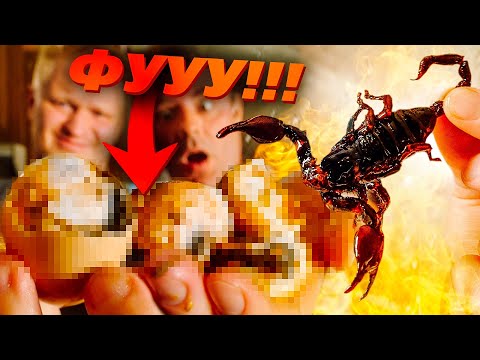Видео: ЗАРОДЫШИ УТЯТ и СКОРПИОНЫ. Дегустейшн...
