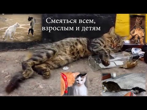 Видео: Самая смешная подборка домашних котиков и кошек